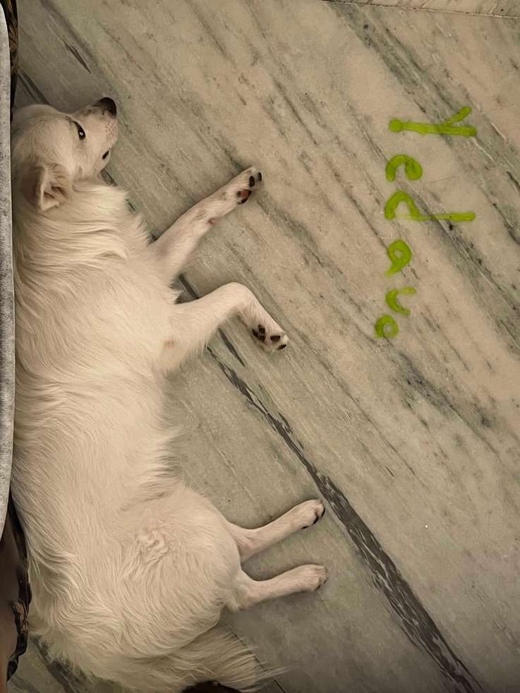 Indian Spitz Dogs For Mating In Hyderabad