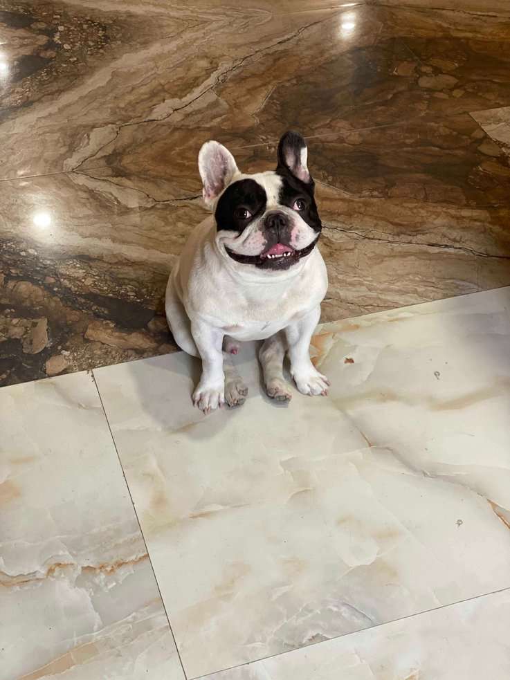 French Bulldog Dogs For Mating In Delhi