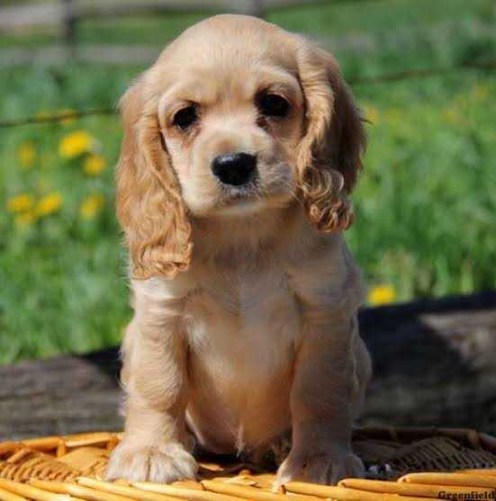 Buy cocker best sale spaniel