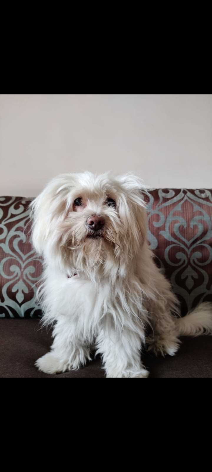 Lhasa Apso Dogs For Mating In Delhi