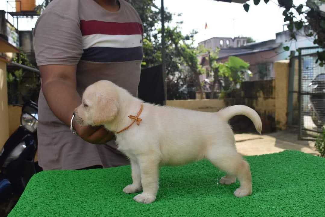 Labrador Retriever For Sale In Bangalore