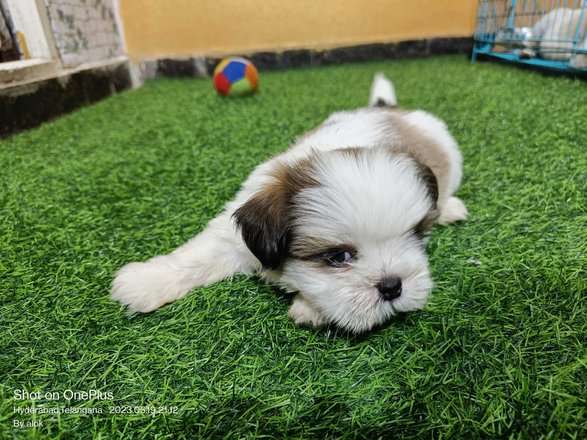 Shih Tzu For Sale In Hyderabad