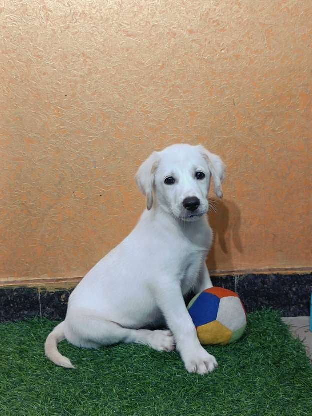 Labrador Retriever For Sale In Hyderabad