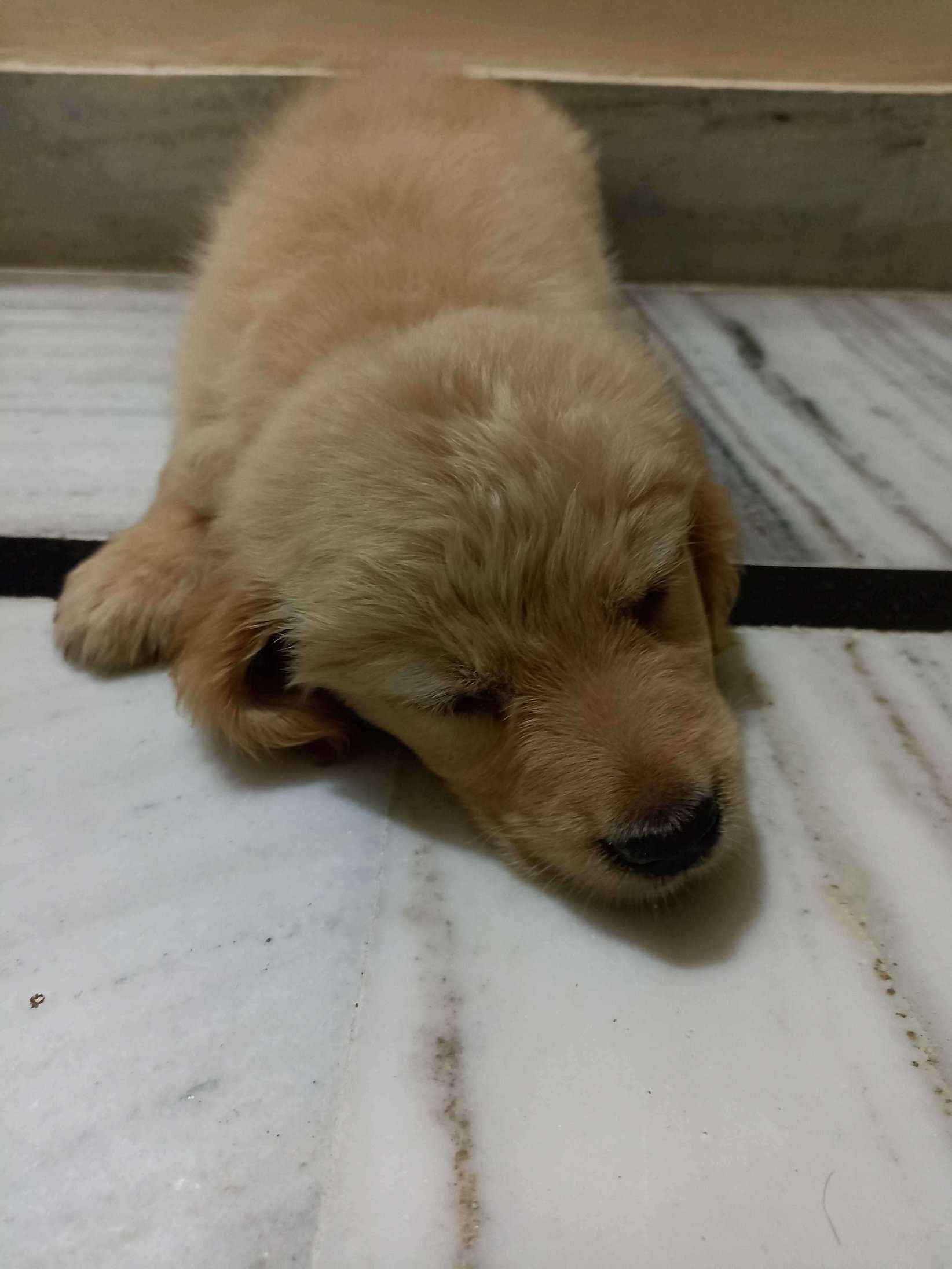 Golden Retriever For Sale In Jaipur