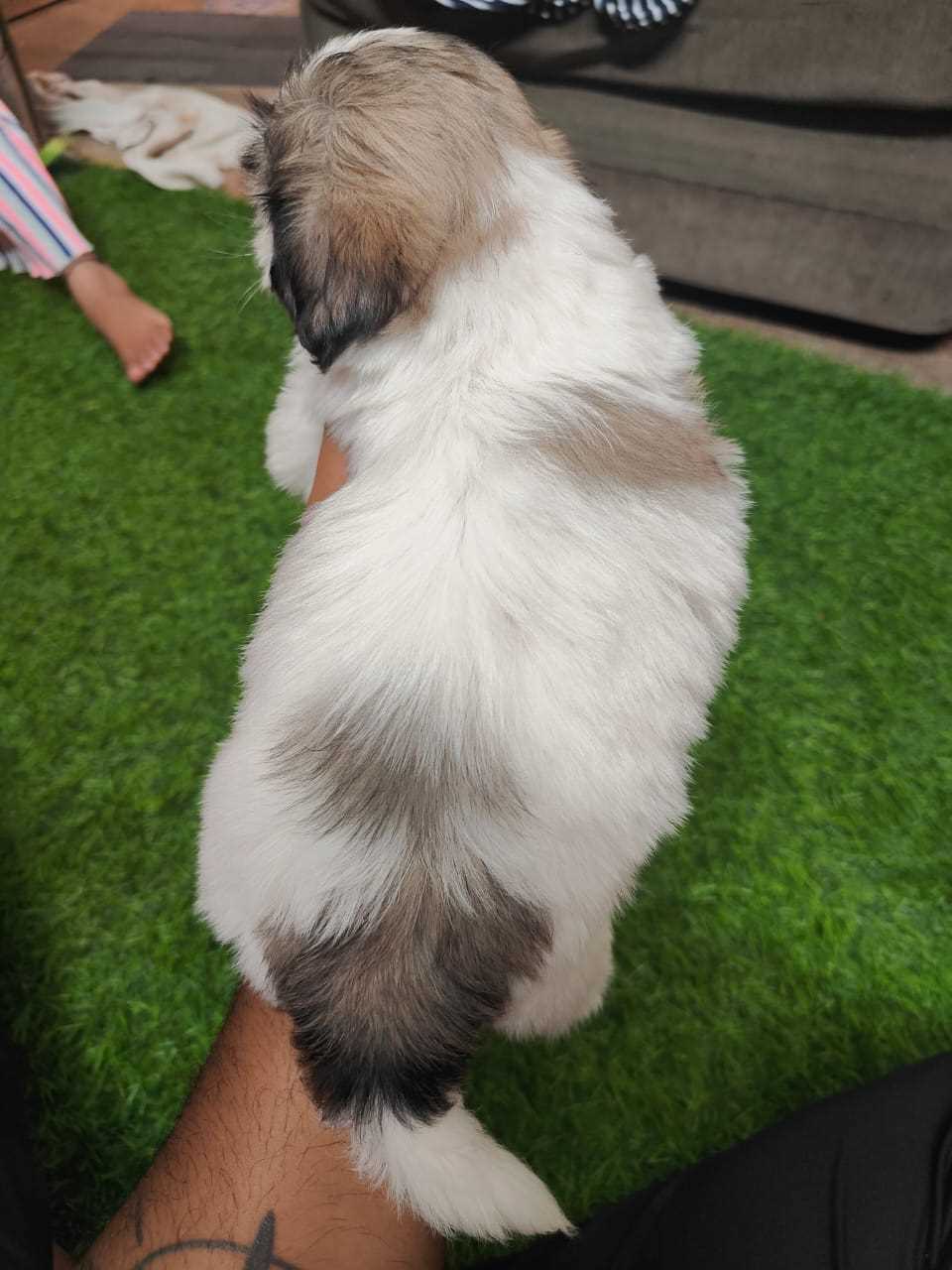 Shih Tzu For Sale In Bangalore