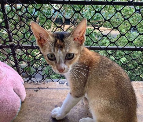 Indian Breed For Adoption In Mumbai