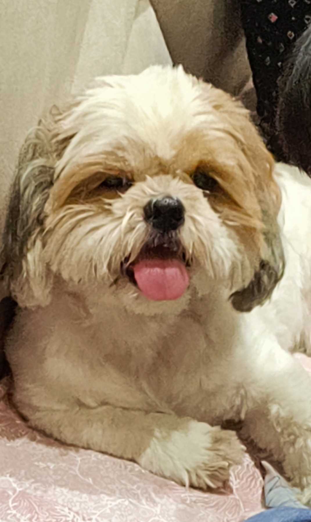 Shih Tzu Dogs For Mating In Delhi