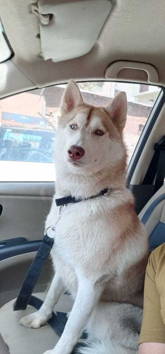 Siberian Husky Dogs For Mating In Pune