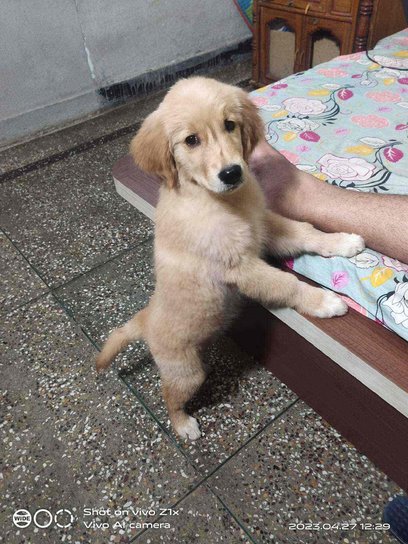 Golden Retriever For Sale In Jaipur