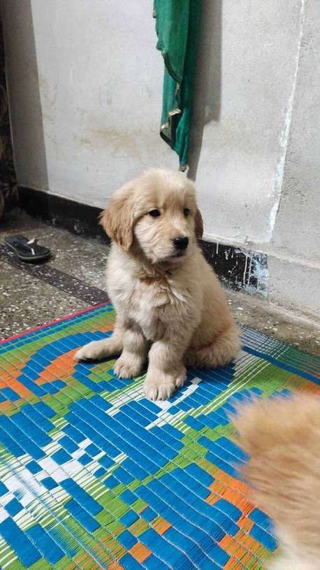 Golden Retriever For Sale In Jaipur