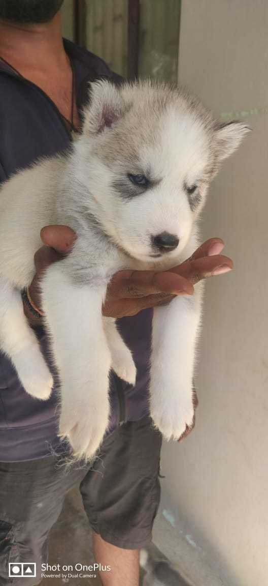 Siberian Husky For Sale In Bangalore