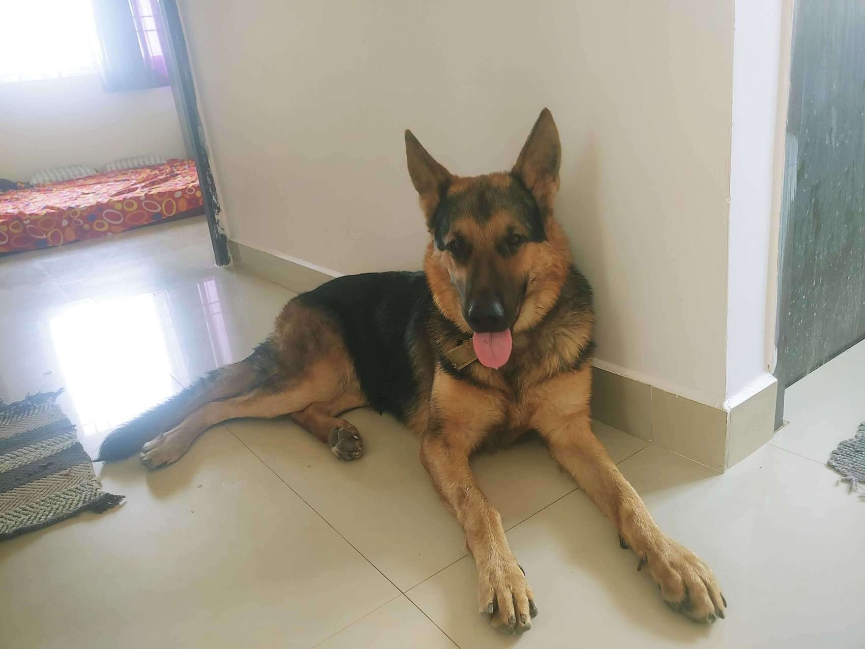 German Shepherd For Adoption In Chennai