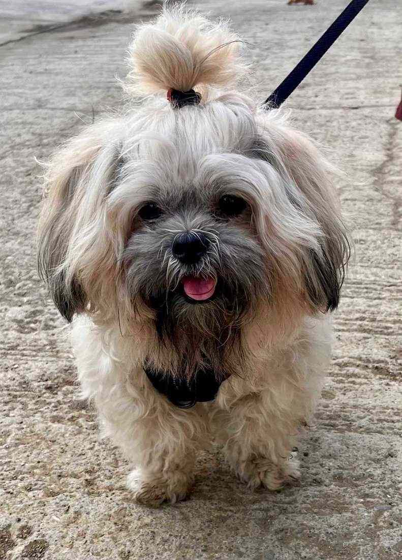Lhasa Apso Dogs For Mating In Pune