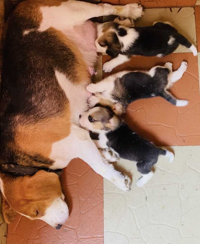 Beagle For Sale In Chennai