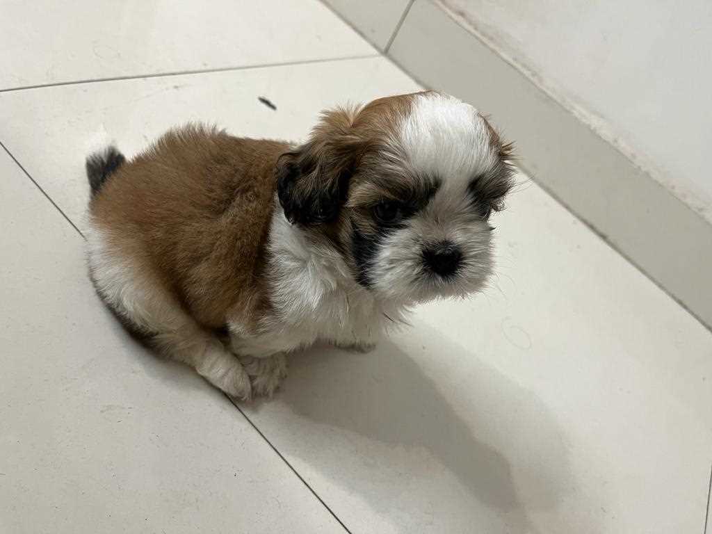 Shih Tzu For Sale In Jaipur
