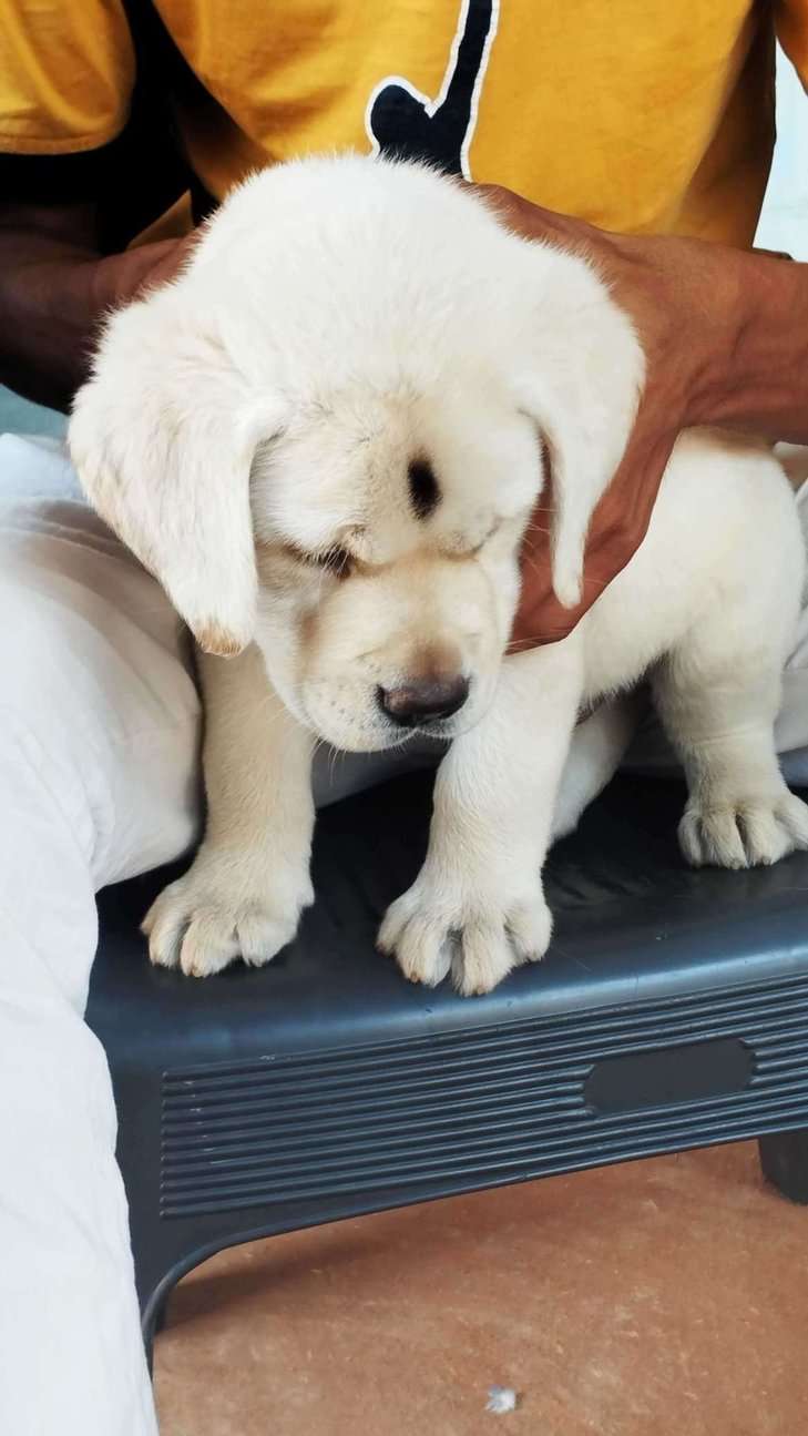 Labrador Retriever For Sale In Saharanpur