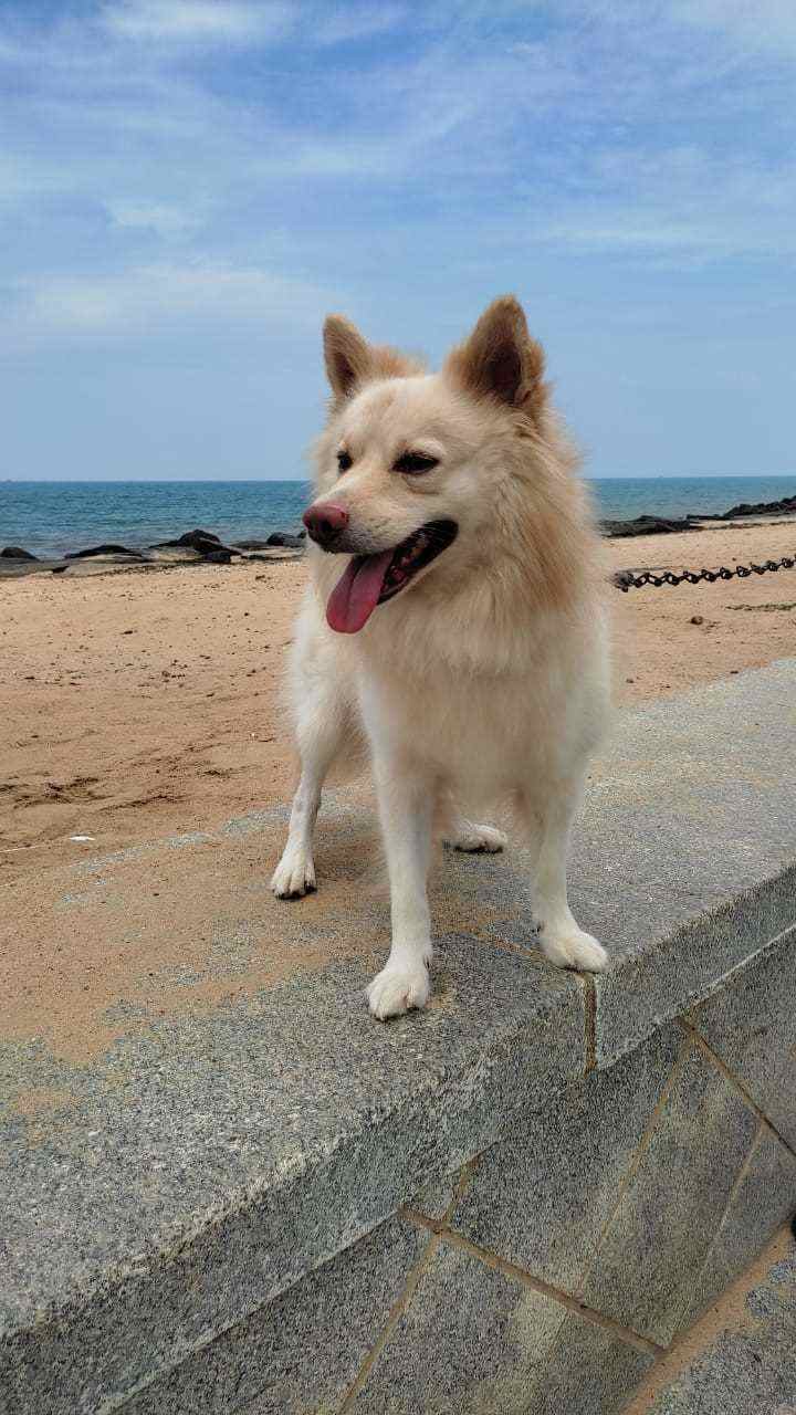 Pomeranian Dogs For Mating In Pondicherry