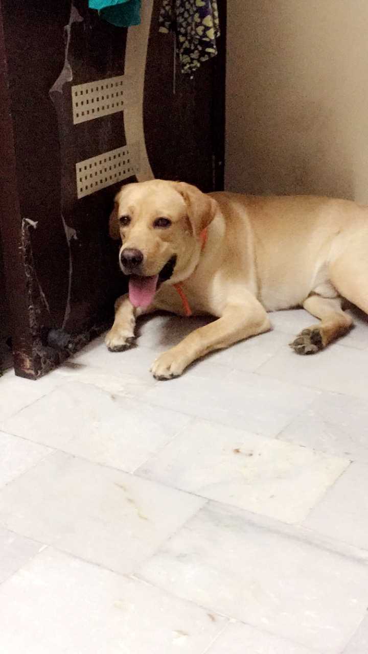 Labrador Retriever Dogs For  Mating In Delhi