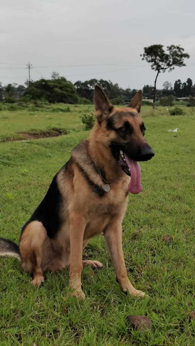 German Shepherd Dogs For Mating In Kolhapur