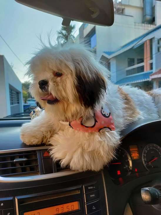 Shih Tzu Dogs For Mating In Indore