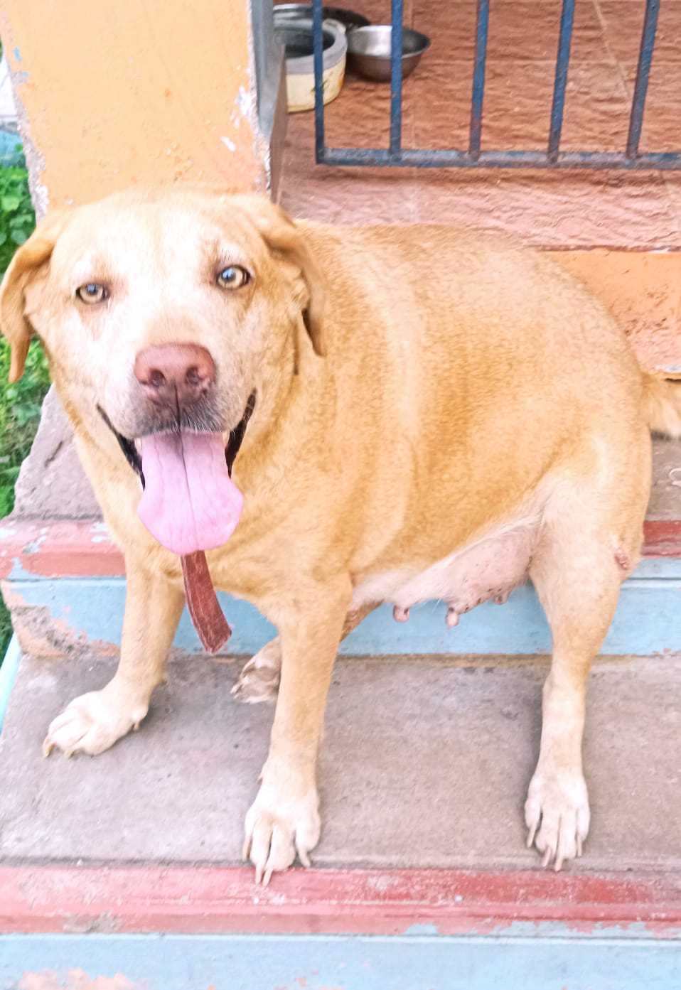 Labrador Retriever For Adoption In Chennai