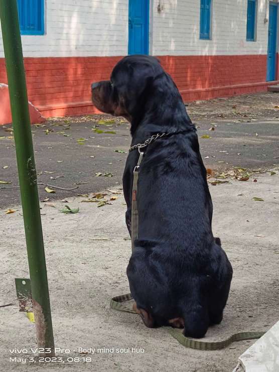 Rottweiler Dogs For Mating In Agra