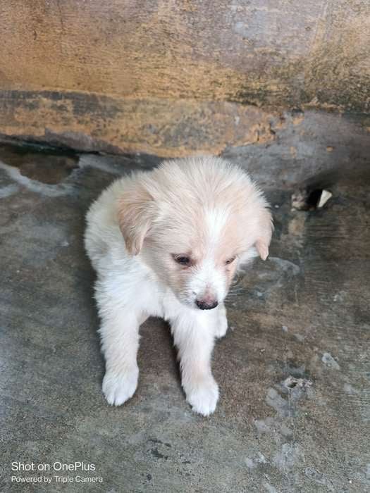 Pomeranian For Sale In Khammam