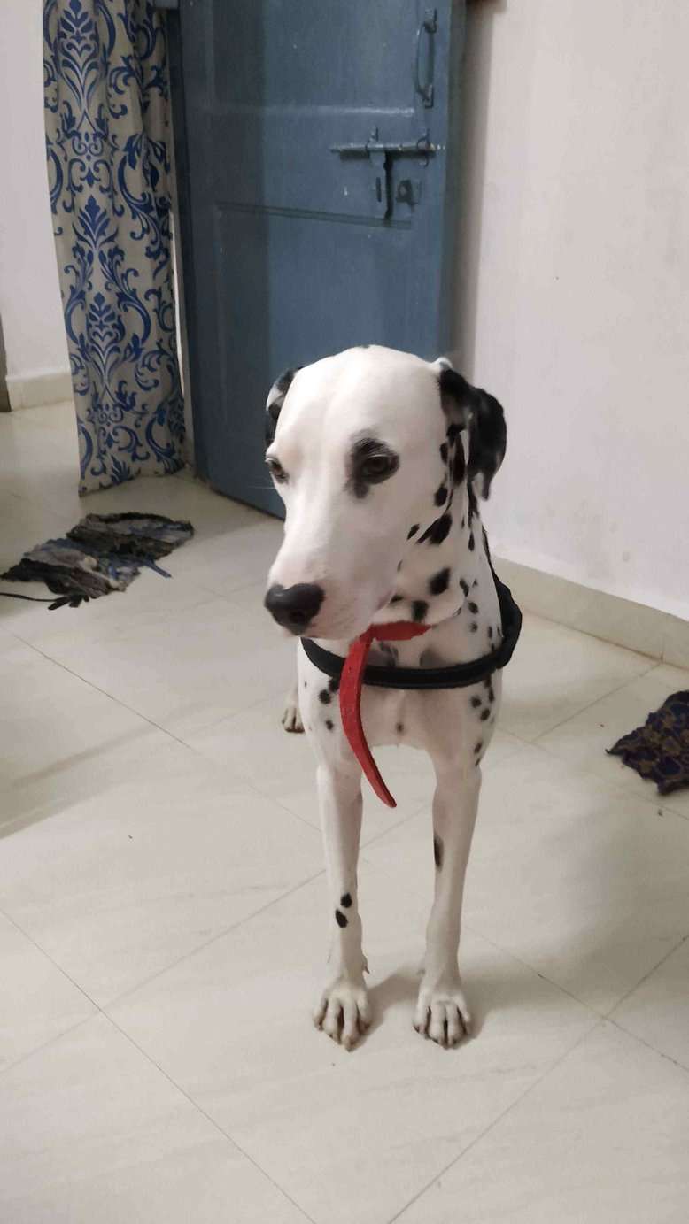 Dalmatian Dogs For Mating In Ongole