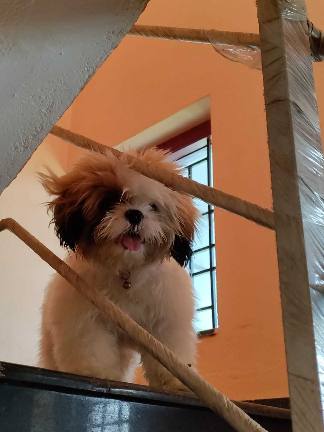 Shih Tzu Dogs For Mating In Chennai