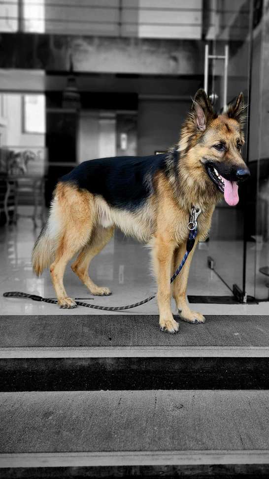 German Shepherd Dogs For Mating In Pune