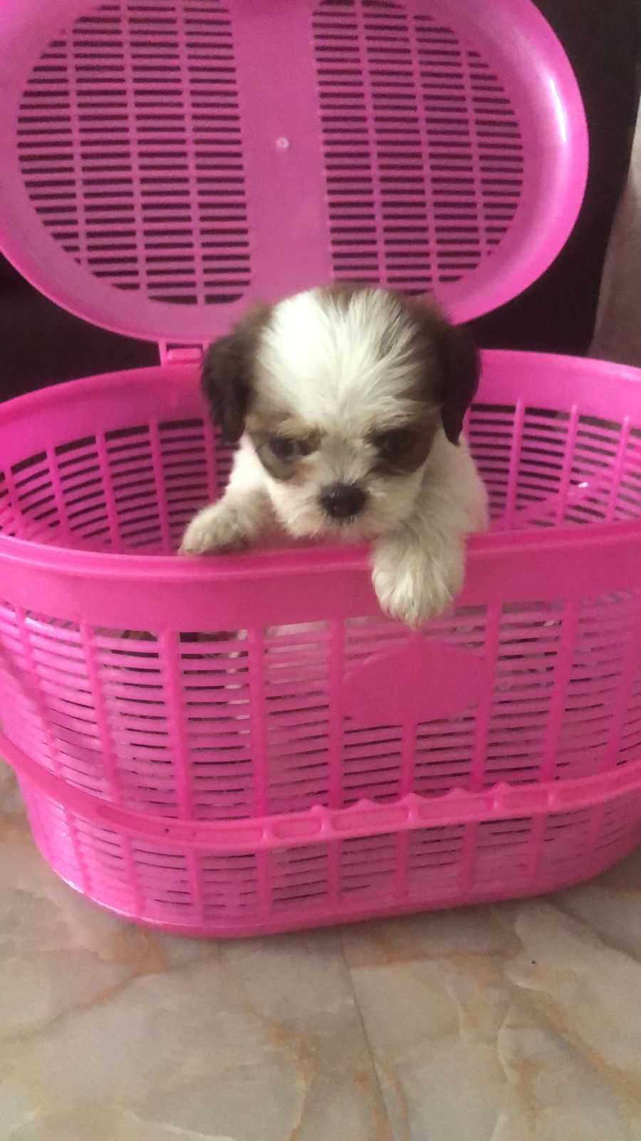 Shih Tzu For Sale In Chennai