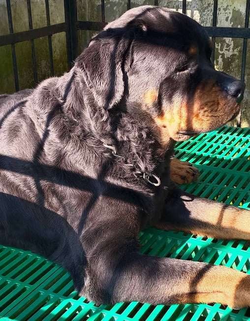 Rottweiler Dogs For Mating In Thrissur