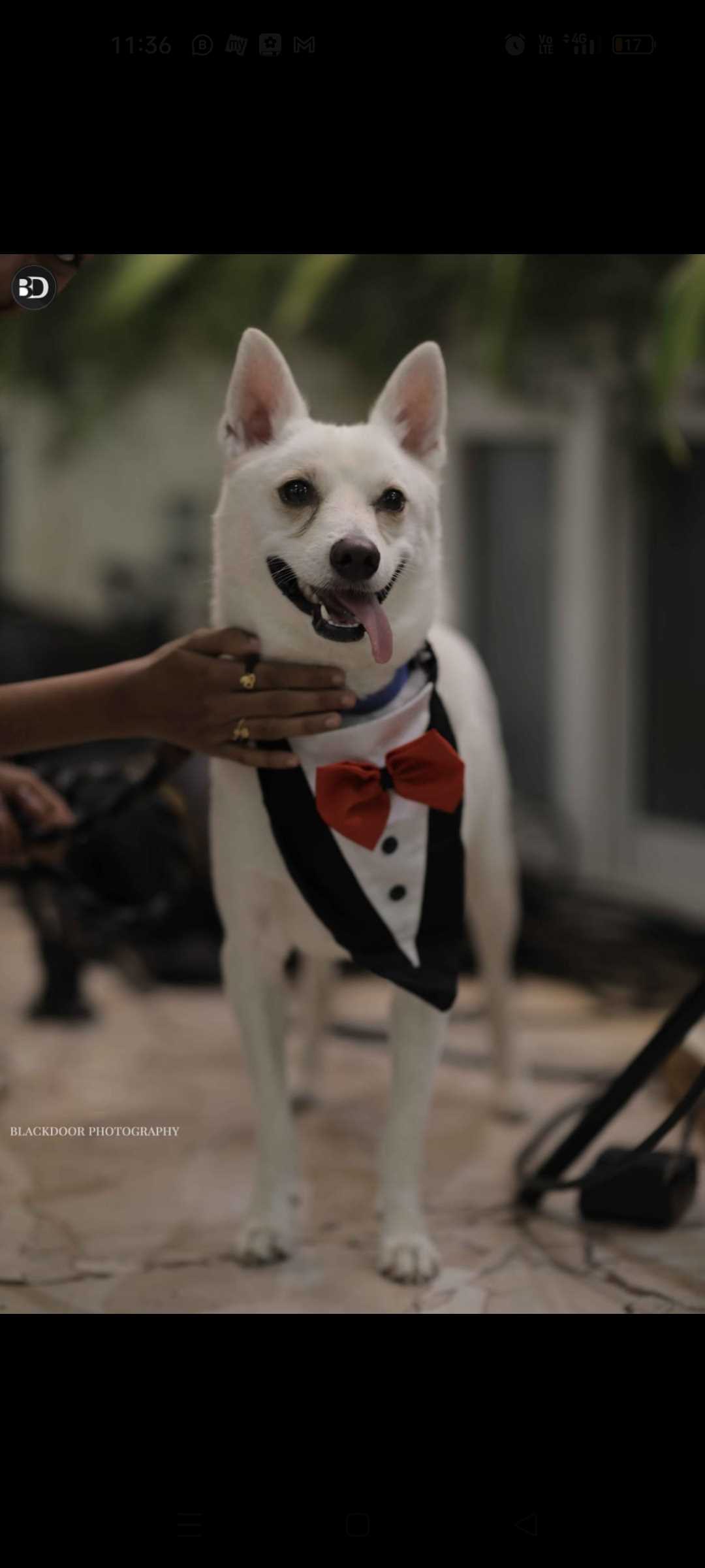 Indian Spitz Dogs For Mating In Chennai