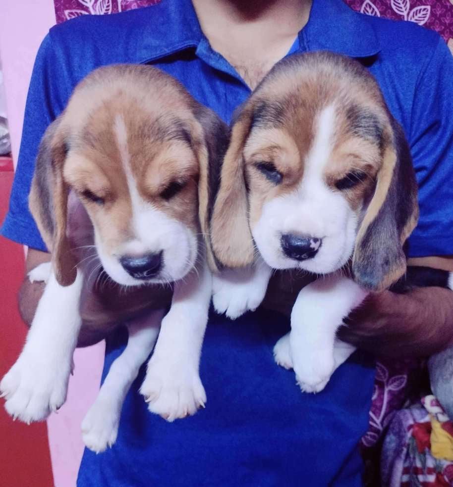 Beagle For Sale In Bangalore