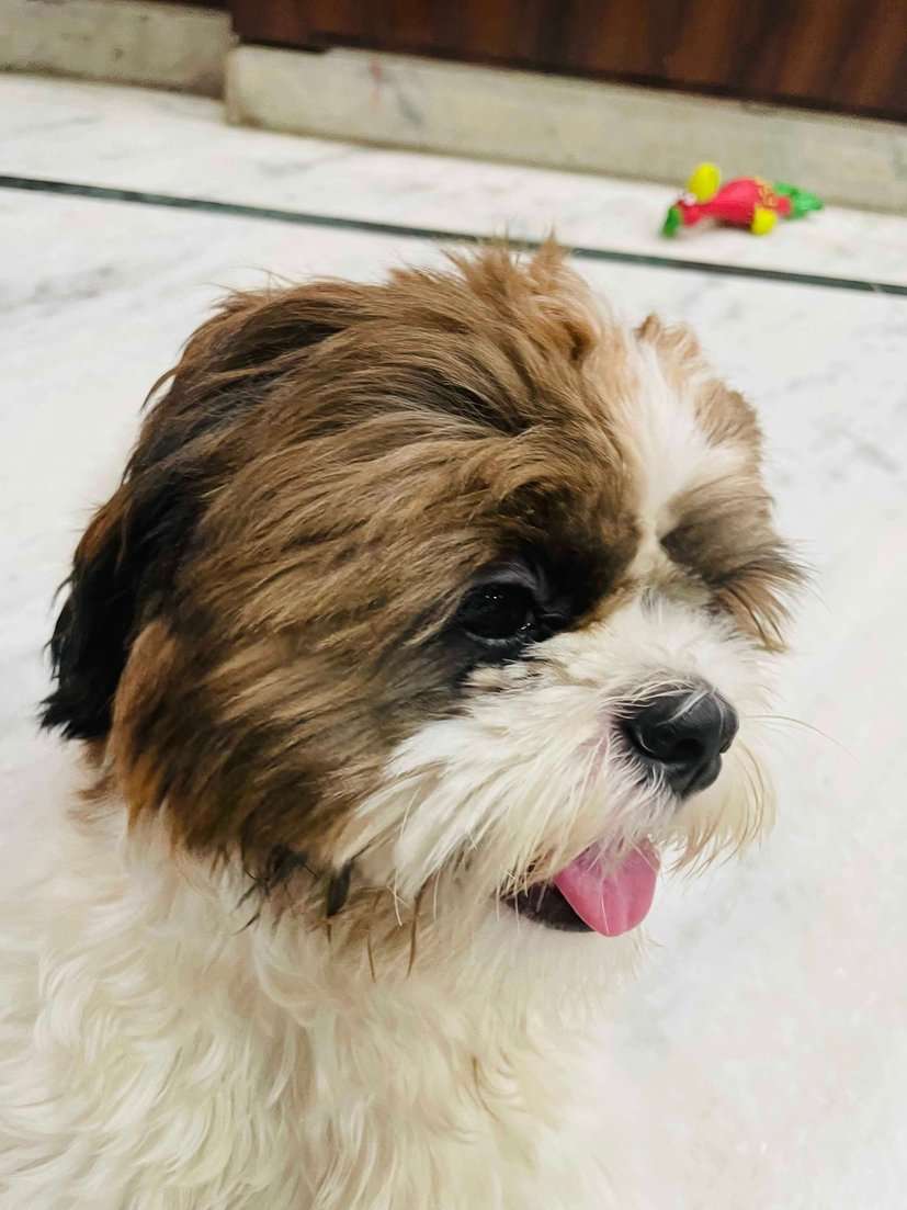 Shih Tzu Dogs For Mating In Hyderabad