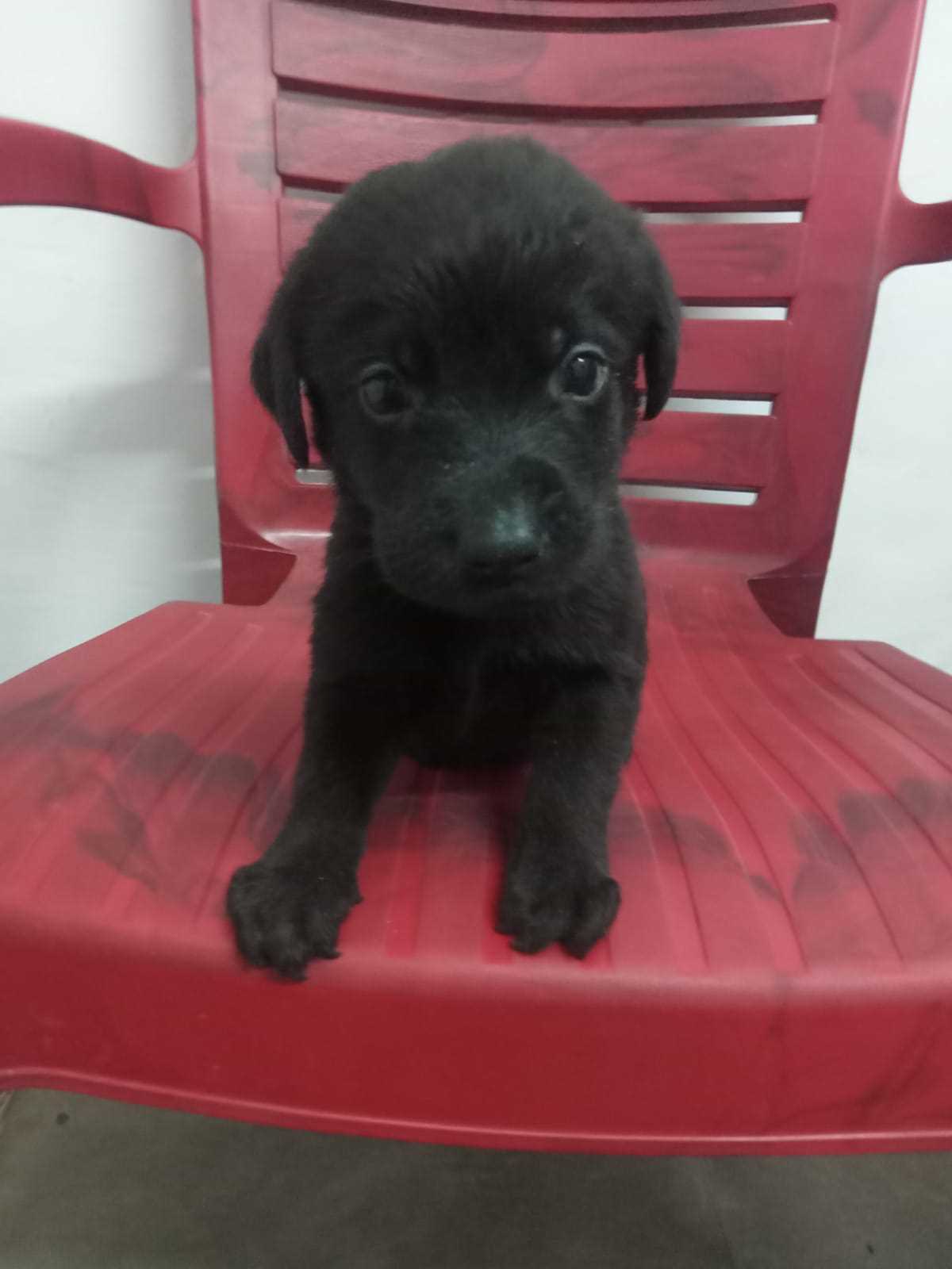 Labrador Retriever For Sale In Lucknow