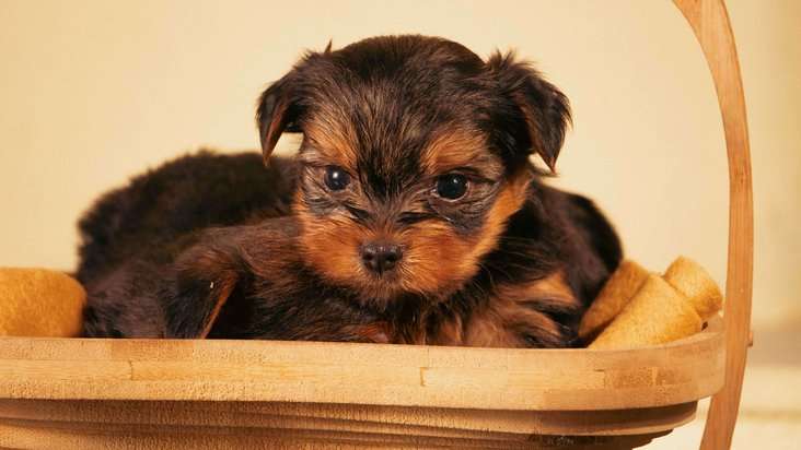 Yorkshire puppy hot sale price