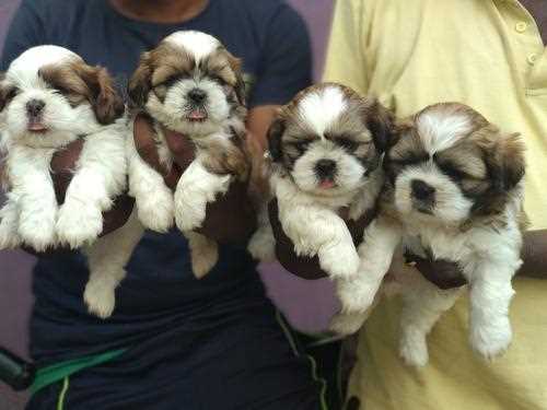 Shih Tzu For Sale In Bangalore