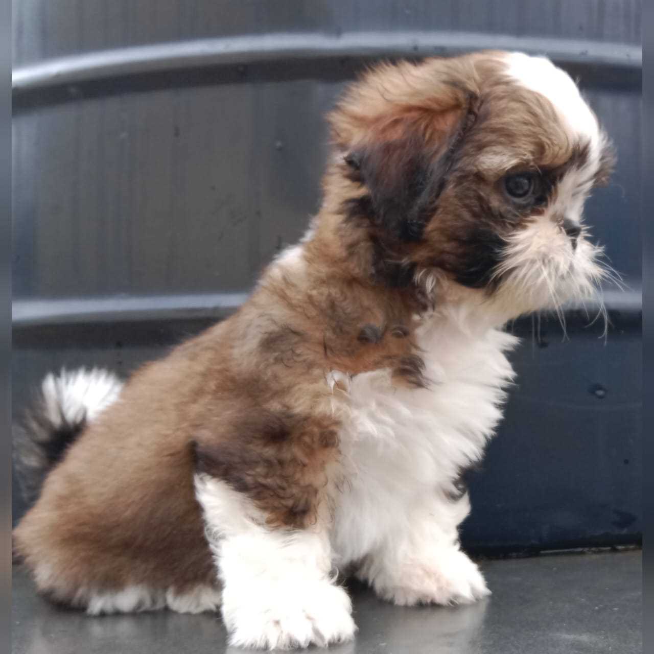 Shih Tzu For Sale In Bangalore