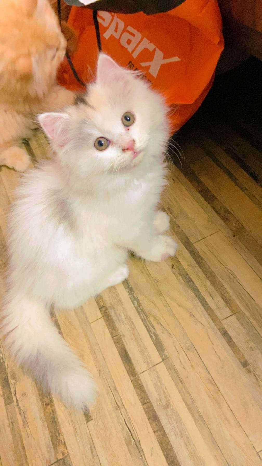 Persian For Sale In Kolkata