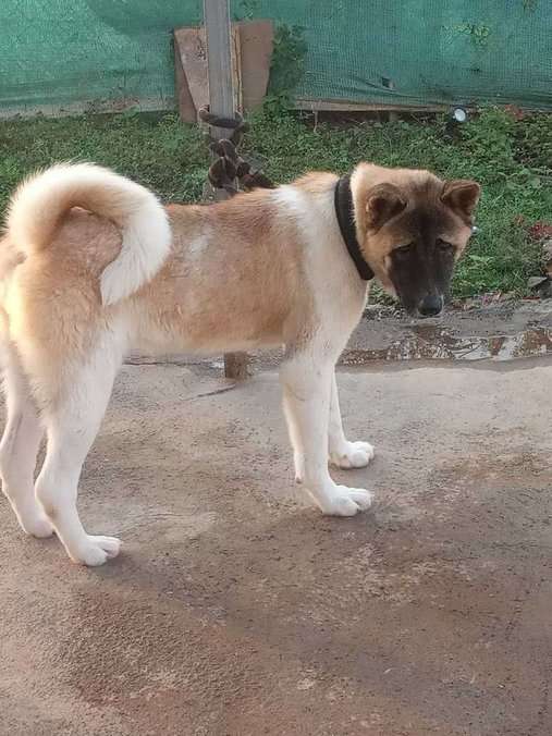 Akita Dogs For  Mating In Guntur