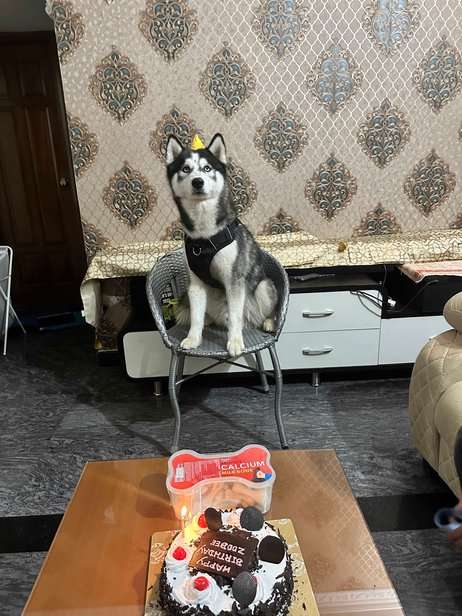 Siberian Husky Dogs For Mating In Bangalore