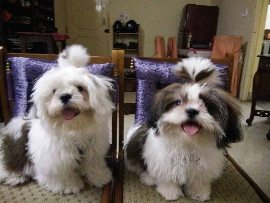 Shih Tzu Dogs For Mating In Bangalore