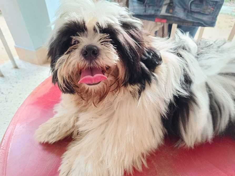 Shih Tzu For Sale In Pathanamthitta
