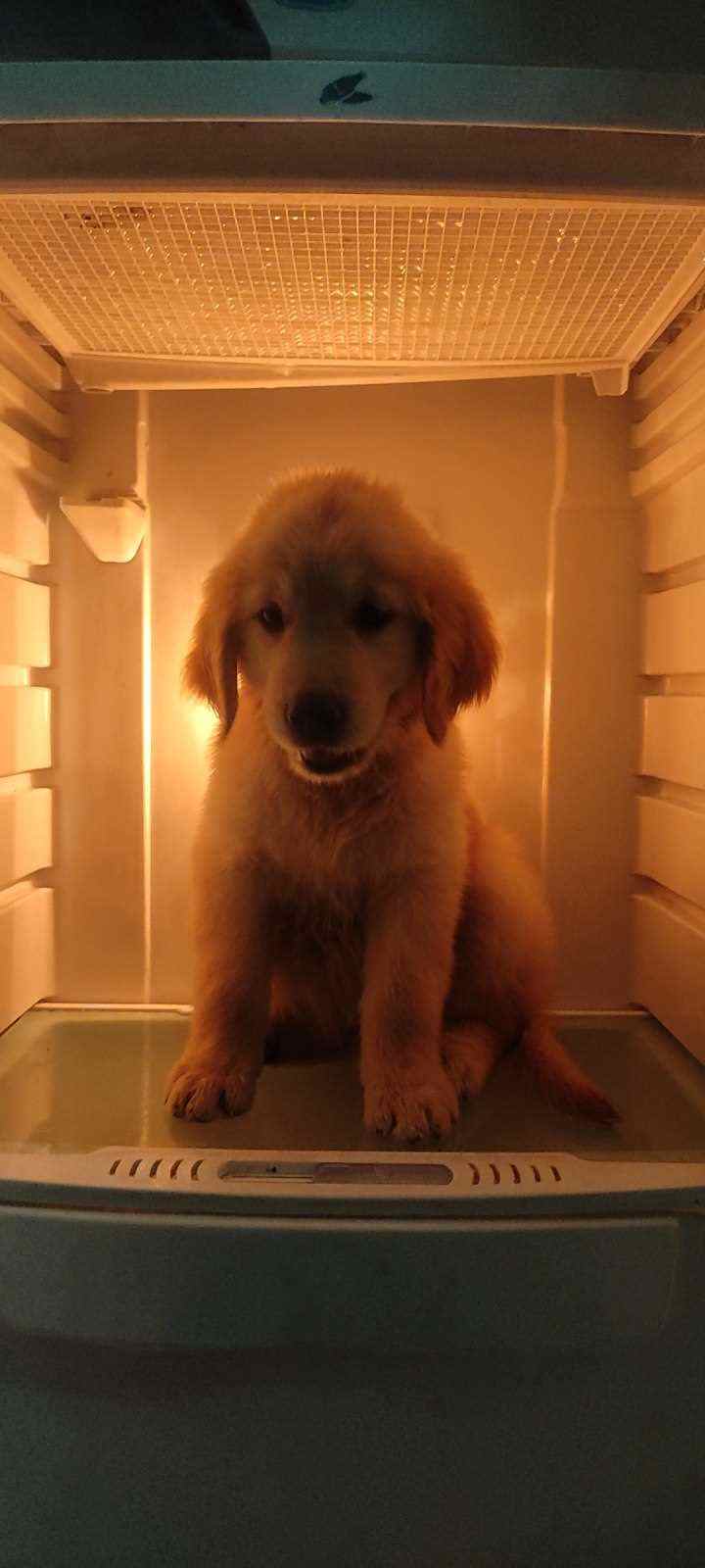 Golden Retriever For Sale In Coimbatore