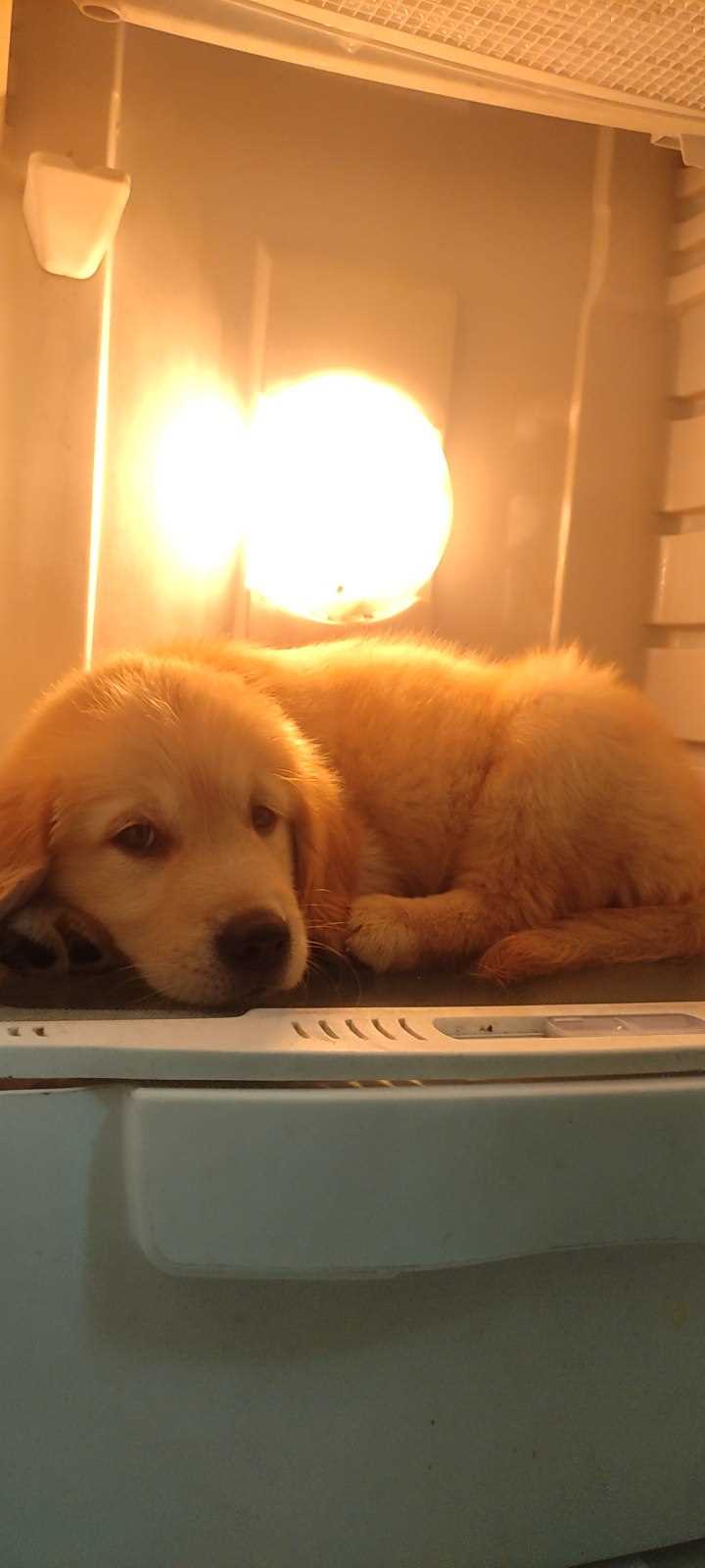 Golden Retriever For Sale In Coimbatore