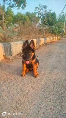 German Shepherd For Sale In Hyderabad