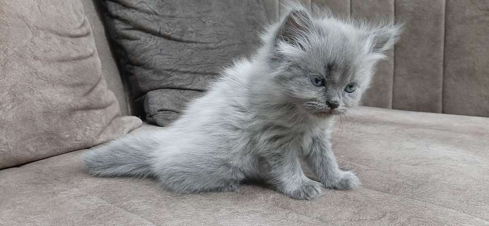 Persian For Sale In Fatehpur