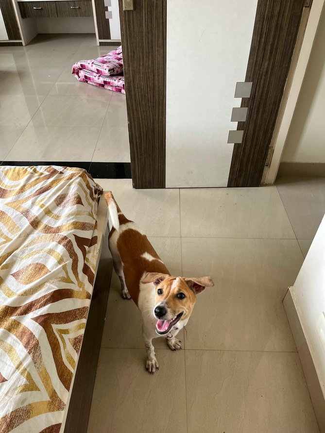 Indian Breed For Adoption In Pondicherry