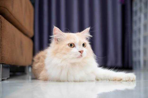 Persian Dogs For  Mating In Hyderabad